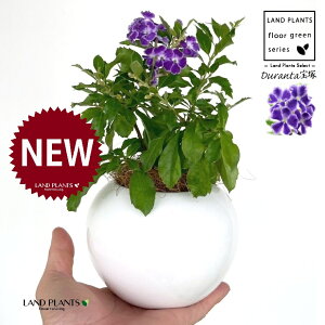 f^iˁF^JdJj F ی^ 픫 1 yMERRt@Co[z f^ f^^JdJ yX ^CME n}c Duranta'Takarazuka'