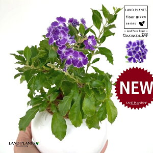 デュランタ(宝塚:タカラヅカ) 白色 丸型 陶器鉢 1鉢 【受皿・ココファイバー】 デュランタ宝塚 デュランタタカラヅカ レペンス タイワンレンギョウ ハリマツリ Duranta'Takarazuka'