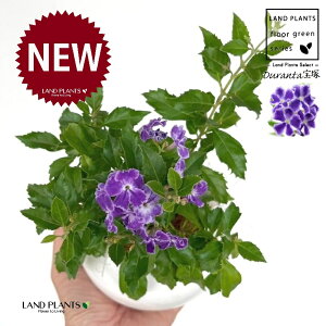 f^iˁF^JdJj F ی^ 픫 1 yMERRt@Co[z f^ f^^JdJ yX ^CME n}c Duranta'Takarazuka'