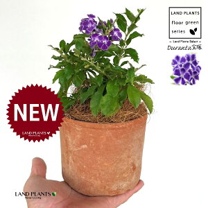 f^iˁF^JdJj F X|bg V_[^ 퐻 1 yRRt@Co[z f^ f^^JdJ yX ^CME n}c Duranta'Takaraz