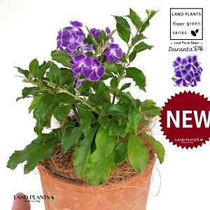 f^iˁF^JdJj F X|bg V_[^ 퐻 1 yRRt@Co[z f^ f^^JdJ yX ^CME n}c Duranta'Takaraz