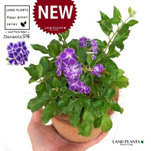 f^iˁF^JdJj F X|bg V_[^ 퐻 1 yRRt@Co[z f^ f^^JdJ yX ^CME n}c Duranta'Takaraz