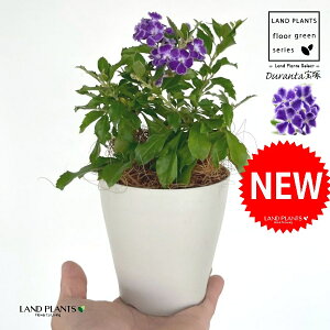 f^iˁF^JdJj 4 F vX`bN 1 yRRt@Co[z f^ f^^JdJ yX ^CME n}c Duranta'Takarazuka'