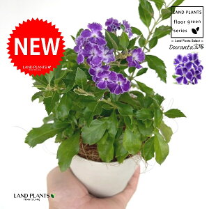 f^iˁF^JdJj 4 F vX`bN 1 yRRt@Co[z f^ f^^JdJ yX ^CME n}c Duranta'Takarazuka'