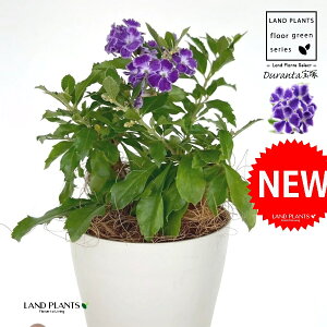 f^iˁF^JdJj 4 F vX`bN 1 yRRt@Co[z f^ f^^JdJ yX ^CME n}c Duranta'Takarazuka'