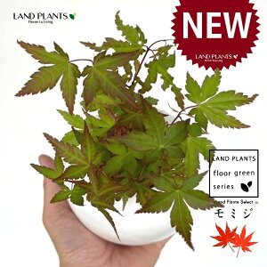 ~Wi͍gtFCn~Wj F ی^ 픫 1 yMERRt@Co[z ݂ gt JGf  CnJGfiɘCgj ^JIJGfiYj Rn~Witgtj 