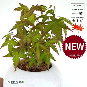 ~Wi͍gtFCn~Wj F ی^ 픫 1 yMERRt@Co[z ݂ gt JGf  CnJGfiɘCgj ^JIJGfiYj Rn~Witgtj 