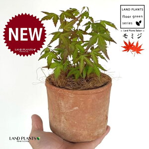 ~Wi͍gtFCn~Wj F ی^ 픫 1 yMERRt@Co[z ݂ gt JGf  CnJGfiɘCgj ^JIJGfiYj Rn~Witgtj 