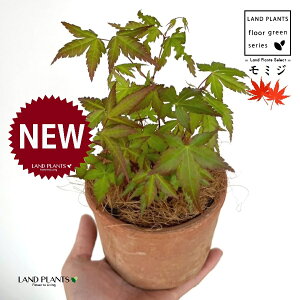 ~Wi͍gtFCn~Wj F ی^ 픫 1 yMERRt@Co[z ݂ gt JGf  CnJGfiɘCgj ^JIJGfiYj Rn~Witgtj 