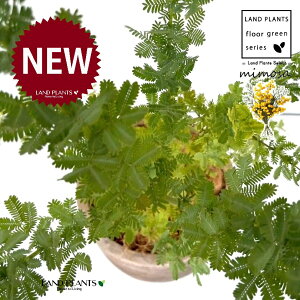 AJVAi~Uj fUC̗ǂ eRb^ 1 yRRt@Co[z tTAJVAi[j bgW niAJVA MEAJVA ~UAJVA fĂ fĂ 픫