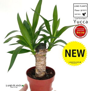 hZiibJFN̎j 4 F vX`bN 1 Gt@eByX N̖ ZClmL hZibJ bJ ZW  yucca