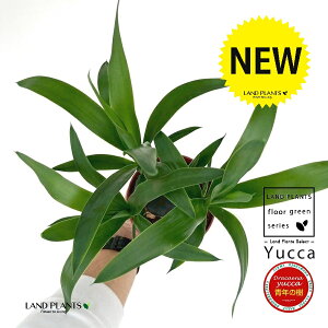 hZiibJFN̎j 4 F vX`bN 1 Gt@eByX N̖ ZClmL hZibJ bJ ZW  yucca