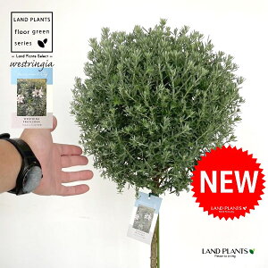 EGXgMAigsA[dāj 8 F ZA[g 1 yMERRt@Co[z   X[L[zCg I[XgA[Y}[ Westringia Coastal rosemary,Australian rose