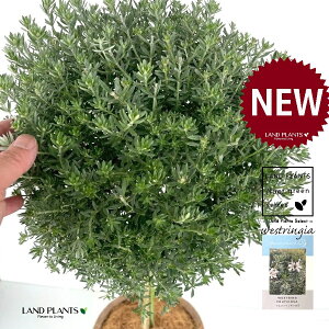 EGXgMAigsA[dāj fUC̗ǂ eRb^ 1 yRRt@Co[z   X[L[zCg I[XgA[Y}[ fĂ fĂ 픫 Westringi