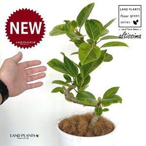 アルテシーマ・ショート(3Dカーブ 曲がり) 8号 白色 セラアート鉢 1鉢 【受皿・ココファイバー】 H70cm程度 床置きサイズ 中型 フィカスアルテシーマ ゴムの木 ゴム 斑入り 斑入りゴム 螺旋