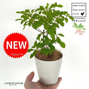 hE_ccW 4 F vX`bN 1 yRRt@Co[z UP VUP ccW UP t Lt Enkianthus perulatus