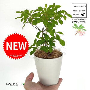 hE_ccW 4 F vX`bN 1 yRRt@Co[z UP VUP ccW UP t Lt Enkianthus perulatus