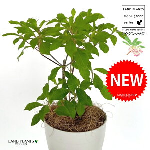 hE_ccW 4 F vX`bN 1 yRRt@Co[z UP VUP ccW UP t Lt Enkianthus perulatus