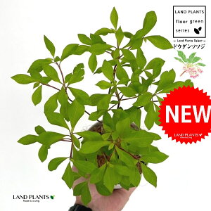 hE_ccW 4 F vX`bN 1 yRRt@Co[z UP VUP ccW UP t Lt Enkianthus perulatus