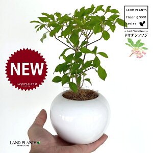 hE_ccW F ی^ 픫 1 yMERRt@Co[z UP VUP ccW UP t Lt Enkianthus perulatus