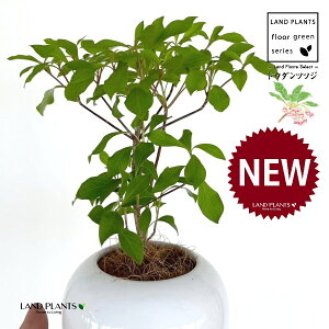 hE_ccW F ی^ 픫 1 yMERRt@Co[z UP VUP ccW UP t Lt Enkianthus perulatus
