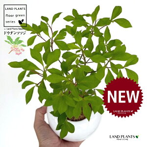 hE_ccW F ی^ 픫 1 yMERRt@Co[z UP VUP ccW UP t Lt Enkianthus perulatus