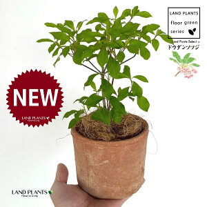 hE_ccW F X|bg V_[^ 퐻 1 yRRt@Co[z UP VUP ccW UP t Lt Enkianthus perulatus