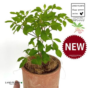 hE_ccW F X|bg V_[^ 퐻 1 yRRt@Co[z UP VUP ccW UP t Lt Enkianthus perulatus