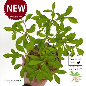 hE_ccW F X|bg V_[^ 퐻 1 yRRt@Co[z UP VUP ccW UP t Lt Enkianthus perulatus