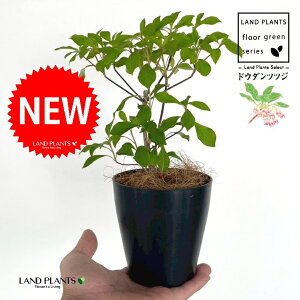 hE_ccW 4 F vX`bN 1 yRRt@Co[z UP VUP ccW UP t Lt Enkianthus perulatus