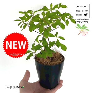 hE_ccW 4 F vX`bN 1 yRRt@Co[z UP VUP ccW UP t Lt Enkianthus perulatus