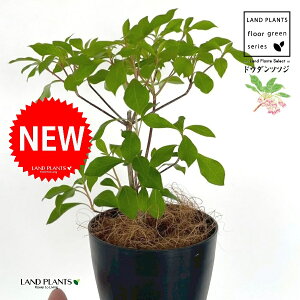 hE_ccW 4 F vX`bN 1 yRRt@Co[z UP VUP ccW UP t Lt Enkianthus perulatus