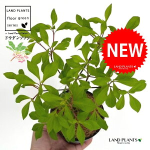 hE_ccW 4 F vX`bN 1 yRRt@Co[z UP VUP ccW UP t Lt Enkianthus perulatus