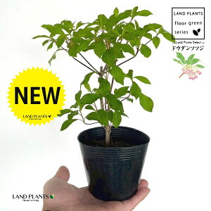 hE_ccW 3.5 |bgc 1 UP VUP ccW UP t Lt Enkianthus perulatus