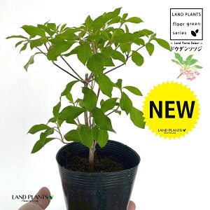 hE_ccW 3.5 |bgc 1 UP VUP ccW UP t Lt Enkianthus perulatus