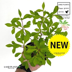 hE_ccW 3.5 |bgc 1 UP VUP ccW UP t Lt Enkianthus perulatus