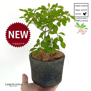 hE_ccW F X|bg V_[^ 퐻 1 yRRt@Co[z UP VUP ccW UP t Lt Enkianthus perulatus
