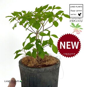 hE_ccW F X|bg V_[^ 퐻 1 yRRt@Co[z UP VUP ccW UP t Lt Enkianthus perulatus