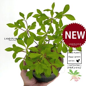 hE_ccW F X|bg V_[^ 퐻 1 yRRt@Co[z UP VUP ccW UP t Lt Enkianthus perulatus