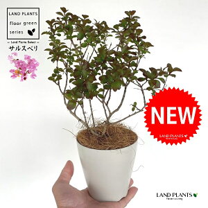 TXxi|RbNFsNj 4 vX`bN 1 Sg  N qNWcRE Lagerstroemia indica Crape-myrtle