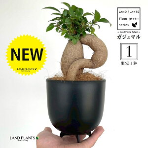 y1_z KW}iFNo.Pj ̕t ōi v F MTCY 1 yRRt@Co[EX^hz ̖ K̖ LWi[ ܂ Ficus microcarpa