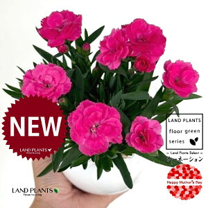�J�[�l�[�V�����i�Z�s���N�F�j ���F �ی^ ���픫 1�� �y��M�E�R�R�t�@�C�o�[�z �J�[�l�[�V���� �K�[�f���J�[�l�[�V���� �I�����_�i�f�V�R �I�����_�Z�L�`�N ��̓� ��̓��M�t�g Mother's Day