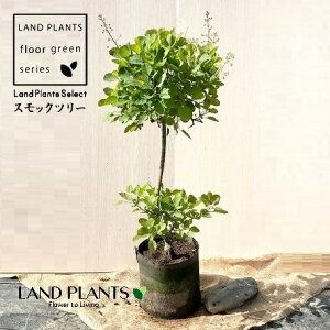 X[Nc[ isNGWFFgsA[dāj^ 7 |bgc 1 nO}mLiF̖؁j JX~mL PmL EXR`iX Cotinus coggygria