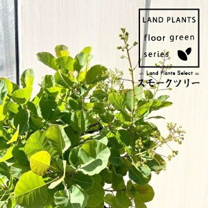 X[Nc[ isNGWFFgsA[dāj^ 7 |bgc 1 nO}mLiF̖؁j JX~mL PmL EXR`iX Cotinus coggygria