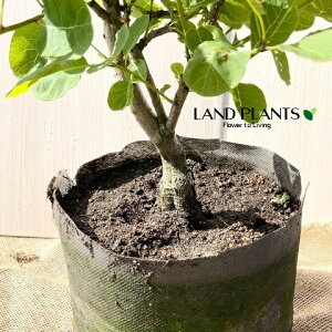 X[Nc[ isNGWFFgsA[dāj^ 7 |bgc 1 nO}mLiF̖؁j JX~mL PmL EXR`iX Cotinus coggygria