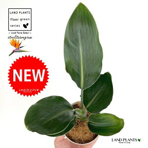 Xg`AiMlFɊyԁj 4 F vX`bN 1 yRRt@Co[z Xg`AMl SNN`EJ Bird of Paradise Flower Strelitzia reginae