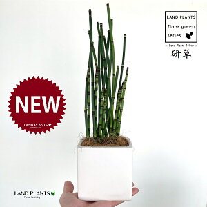 �g�N�T�i�u���j ���F �L���[�u�^ ���픫 1�� �y�R�R�t�@�C�o�[�z �G�_�E�`�g�N�T �u�� ������ �ؑ� ������ �n�~�K�L�N�T Equisetum hyemale