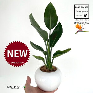 �X�g�����`�A�i���M�l�F�Ɋy���ԁj ���F �ی^ ���픫 1�� �y��M�E�R�R�t�@�C�o�[�z �X�g�����`�A���M�l �S�N���N�`���E�J Bird of Paradise Flower Strelitzia reginae