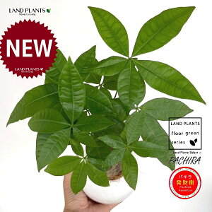 pLij F ی^ 픫 1 yMERRt@Co[z iMoney treej JCGibcPachira aquatica