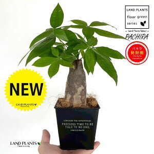 pLij zCgS F XNGA^ uL|bg STCY yRRt@Co[z iMoney treej JCGibcPachira aquatica